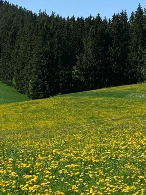 Wohlfuehl-Ferienwohnung Im Luftkurort Schoenwald 3-Z-Ferienwohnung Dış mekan fotoğraf