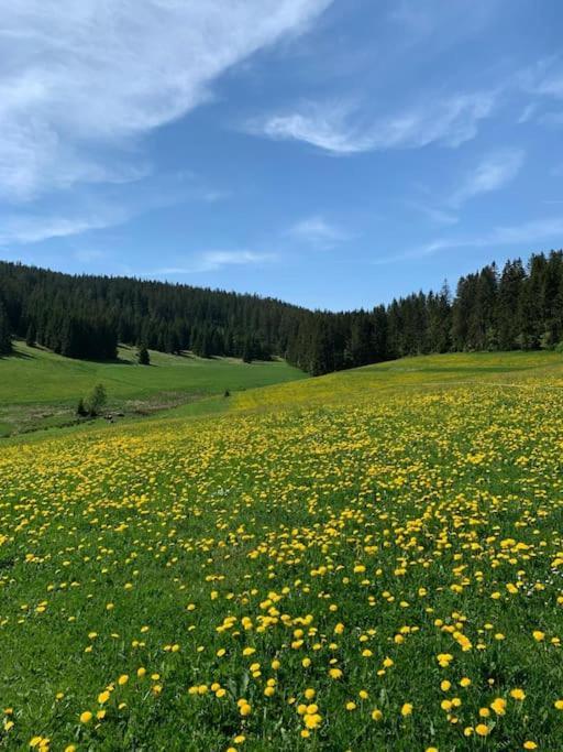 Wohlfuehl-Ferienwohnung Im Luftkurort Schoenwald 3-Z-Ferienwohnung Dış mekan fotoğraf